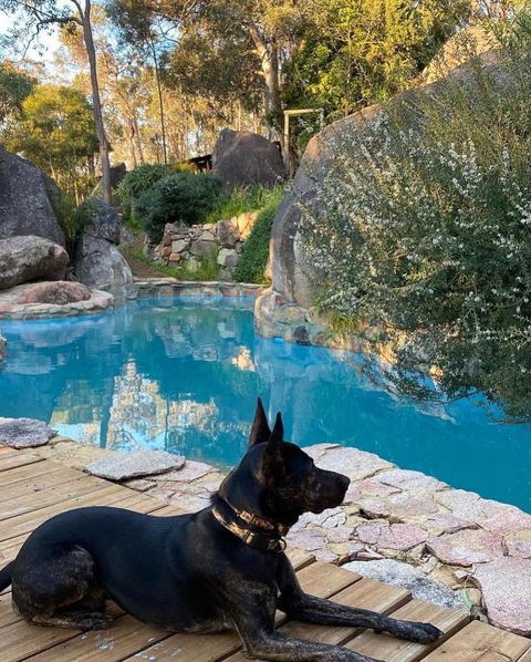 A Paradise For Dogs And A Magical Retreat For Hoomans - Accommodation Search 4