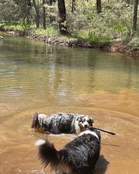 A Paradise For Dogs And A Magical Retreat For Hoomans - Accommodation Search 2