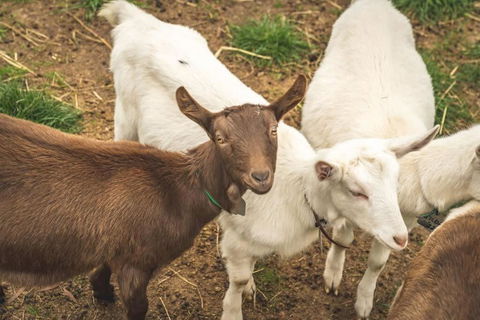 Altitude - A Tiny House Experience In A Goat Farm By Tiny Away - Accommodation Search 2