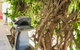 Argent Abode CBD - thumb 1