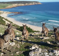 Waves  Wildlife Cottages Kangaroo Island - Accommodation Search