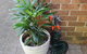 3 MELALEUCA - thumb 2