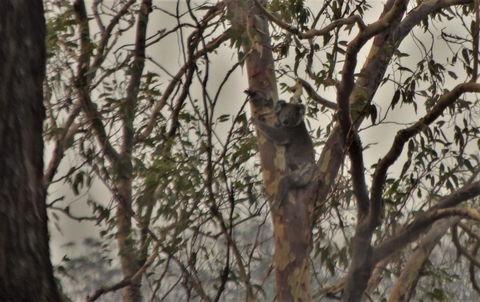 Emu Creek Retreat - Accommodation Search 3