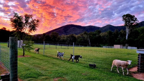 Fig Tree Farm B&B Highvale-Farmstay Near Brisbane! - Accommodation Search 4