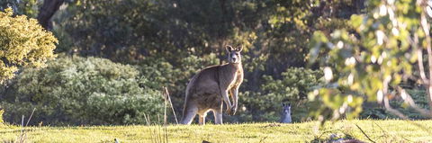 Alkina Lodge - Great Ocean Road - Accommodation Search 3