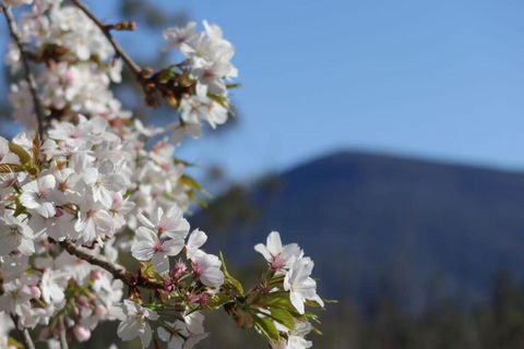 Mountains And Treetops Retreat - Nature Getaway - Accommodation Search 3