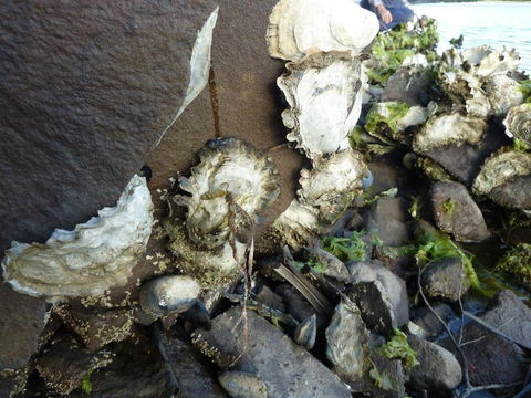Oyster Shack - Accommodation Search 3