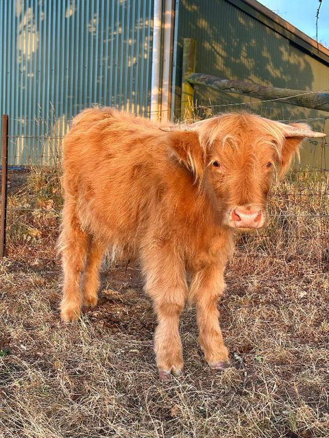Private, Secluded Farm Retreat - Accommodation Search 1