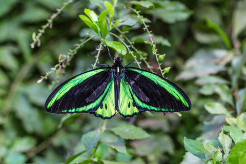 Batchelor Butterfly Farm - Accommodation Search 2