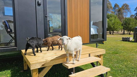 Roccos Retreat By Tiny Away - Accommodation Search 2