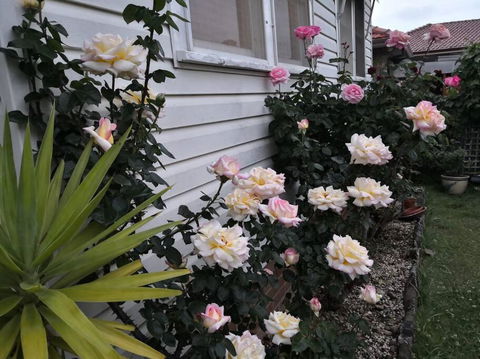 Roomy Rosegarden Flat In Roselands - Accommodation Search 3