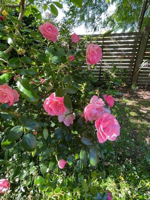 Rosehaven On Rosebud - Accommodation Search 1