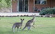 Rubyvale Motel & Holiday Units - An Adults Only Getaway - thumb 3