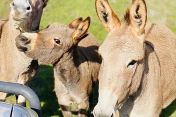Sandalwood Downs Fabulous Farm Stay TOODYAY with Accommodation Search