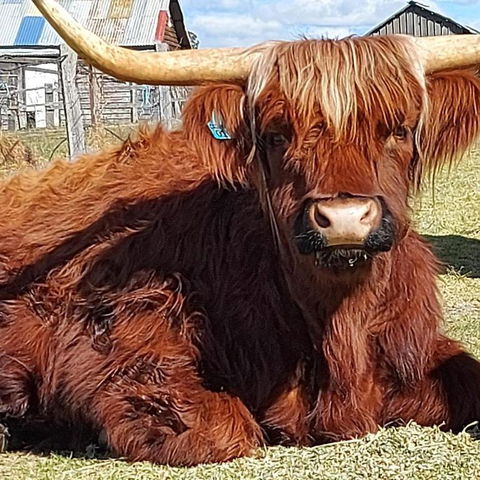 Straw House Farm - STANTHORPE - Accommodation Search 0