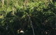 Bedarra Island Treetop Hideaway - thumb 3