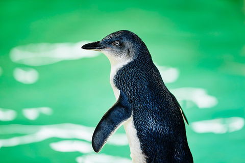 Penguin Island And Fremantle - Canoe, Chocolate & Coffee - Accommodation Search 4