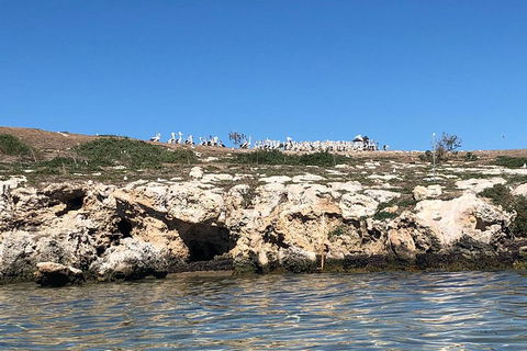 Penguin Island And Fremantle - Canoe, Chocolate & Coffee - Accommodation Search 5