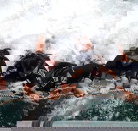 Cruise in Moreton Bay Marine Park and Moreton Island - Accommodation Search