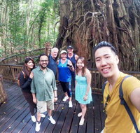 Cairns 4WD Waterfall and Rainforest Tour Including Kuranda Scenic Railway - Accommodation Search