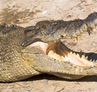 4-Day Cairns Ultimate Combo Daintree Rainforest Reef Kuranda  Paronella Park - Accommodation Search