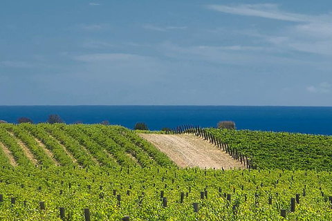 McLaren Vale Winery Small Group Tour With Wine Tasting And Lunch - Accommodation Search 4