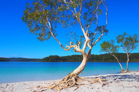 Fraser Island 4WD Tour From Rainbow Beach - Accommodation Search 5