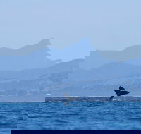 The Byron Bay Sea Kayak Tour - Accommodation Search