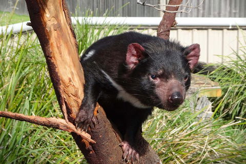 Tasmania 6 Day 'Tour In Circle' - Accommodation Search 1