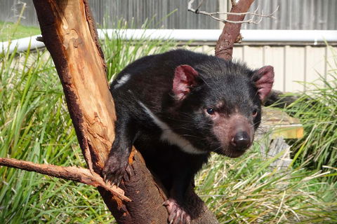 Tasmania 4 Day East Coast + Launceston - Accommodation Search 2