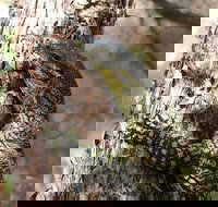 Byron Bay Combo Hinterland Tour Including Minyon Falls and Kayaking with Dolphins - Accommodation Search