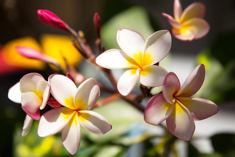 Byron Bay Combo: Hinterland Tour Including Minyon Falls And Kayaking With Dolphins - Accommodation Search 1