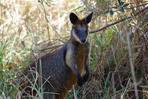 Byron Bay Combo: Hinterland Tour Including Minyon Falls And Kayaking With Dolphins - Accommodation Search 2