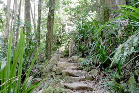 Byron Bay Combo: Hinterland Tour Including Minyon Falls And Kayaking With Dolphins - Accommodation Search 5