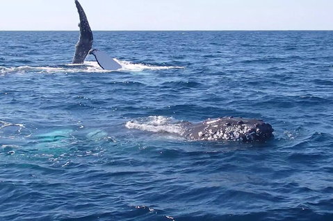 Noosa Whale Watching - Accommodation Search 0