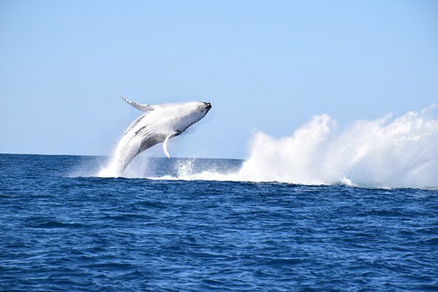 Noosa Whale Watching - Accommodation Search 1