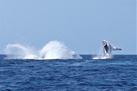 Noosa Whale Watching - Accommodation Search 2