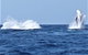 Noosa Whale Watching - thumb 3