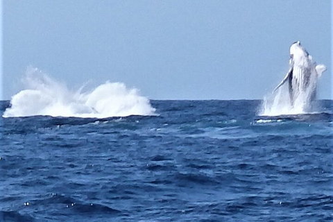 Noosa Whale Watching - Accommodation Search 3