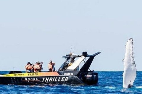 Noosa Whale Watching - Accommodation Search 4