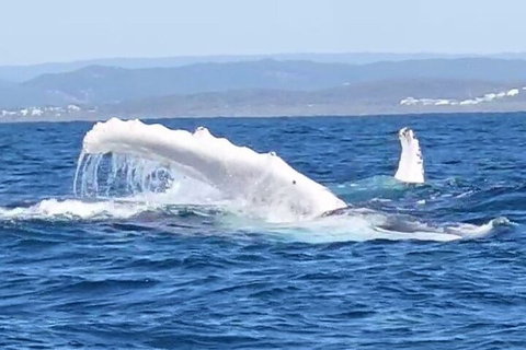 Noosa Whale Watching - Accommodation Search 5