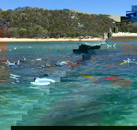 All Inclusive Dolphin and Tangalooma Wrecks Cruise - Accommodation Search