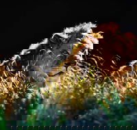 Sydney Taronga Zoo General Entry Ticket - Accommodation Search