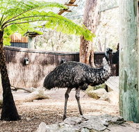 Sydney Taronga Zoo General Entry Ticket and Wild Australia Experience - Accommodation Search