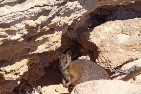 Shipwreck Special Full Day Tour Of The Abrolhos Islands - Accommodation Search 4