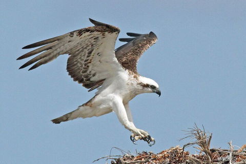 Shipwreck Special Nature Tour/Half Day Tour - Accommodation Search 4