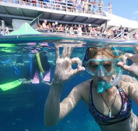 Great Barrier Reef Day Cruise from Cairns Including Snorkeling and Marine Biologist Presentation - Accommodation Search