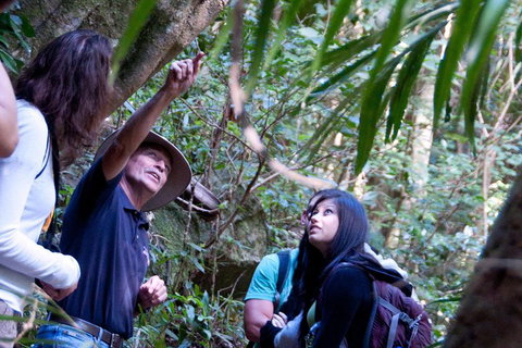 Natural Bridge & Springbrook Waterfalls Tour - Accommodation Search 4