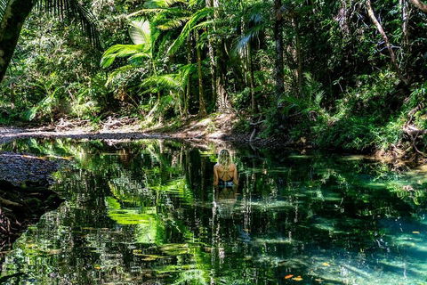 Daintree And Cape Tribulation Full Day Guided Tour - Accommodation Search 1