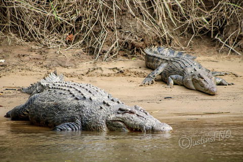 Daintree And Cape Tribulation Full Day Guided Tour - Accommodation Search 3